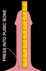 Measuring penis when erect in length